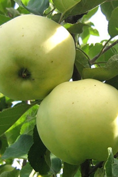 Яблуня домашня ‘Антонівка’|Malus domestica ‘Antonivka’|Яблоня домашняя ‘Антоновка’